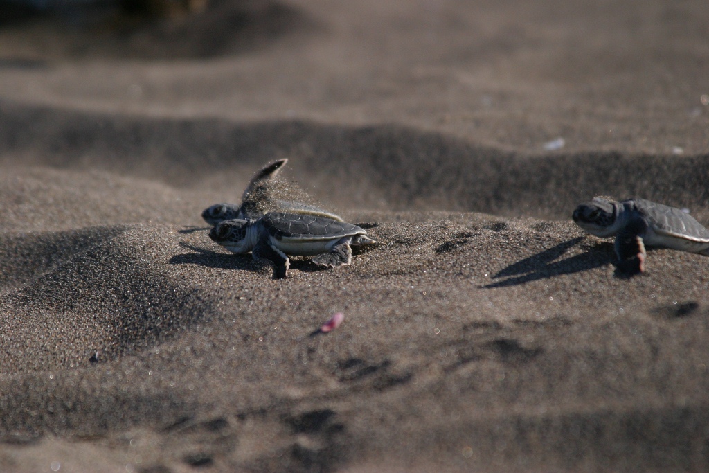 Tortuguero National Park Costa Rica
