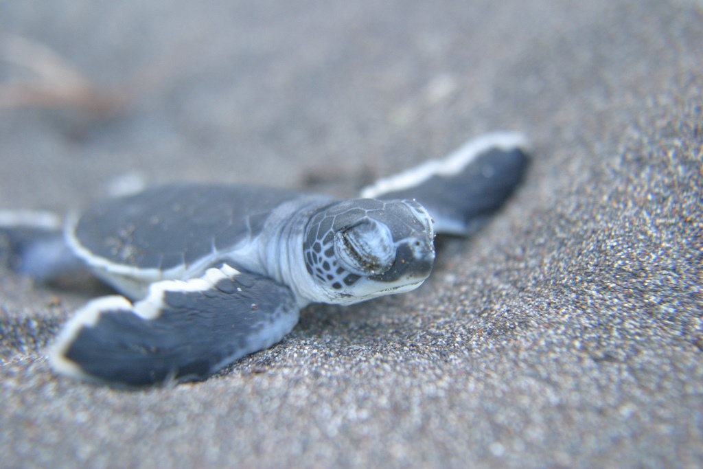 Visit tortuguero during turtle nesting season