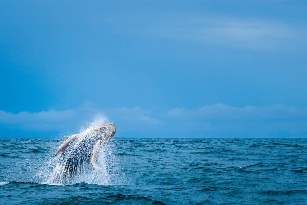 Whale in Marino Ballena National Park in Uvita