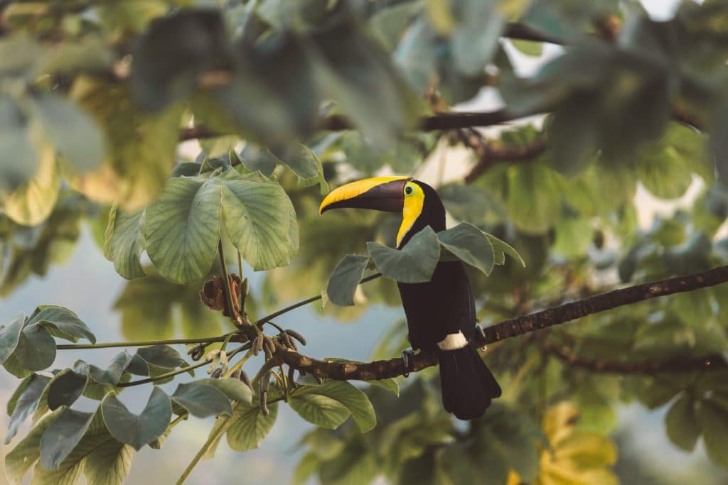 Drake Bay Yellow-throated Toucan