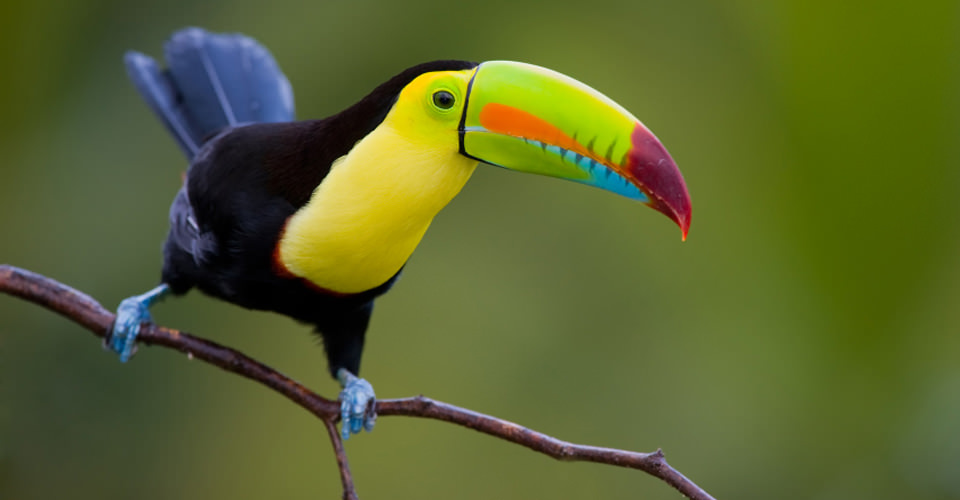 Puerto Jimenez Yellow-throated Toucan