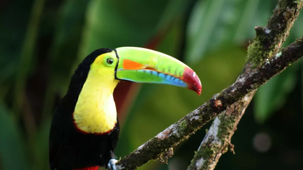 9 Must-See Exotic Costa Rica Animals