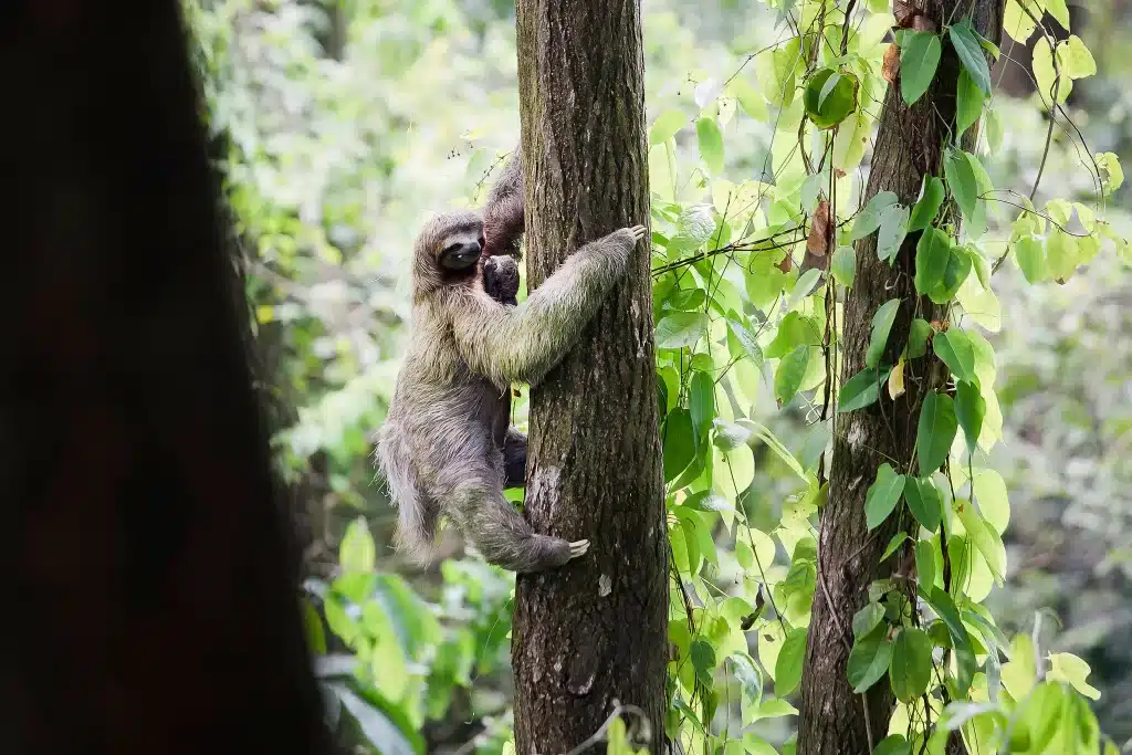 three-toed sloth Manuel Antonio