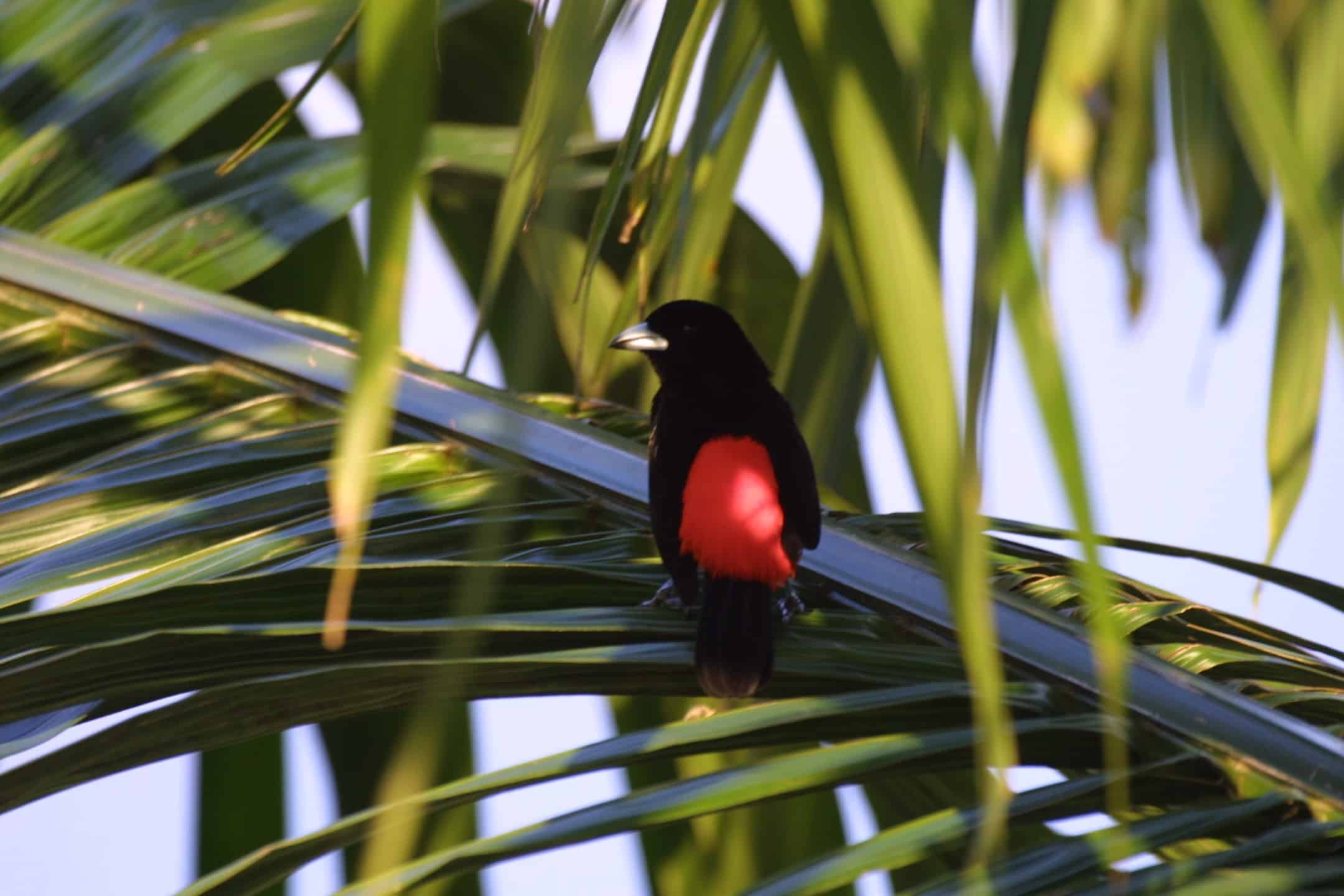 Best Costa Rica Birding