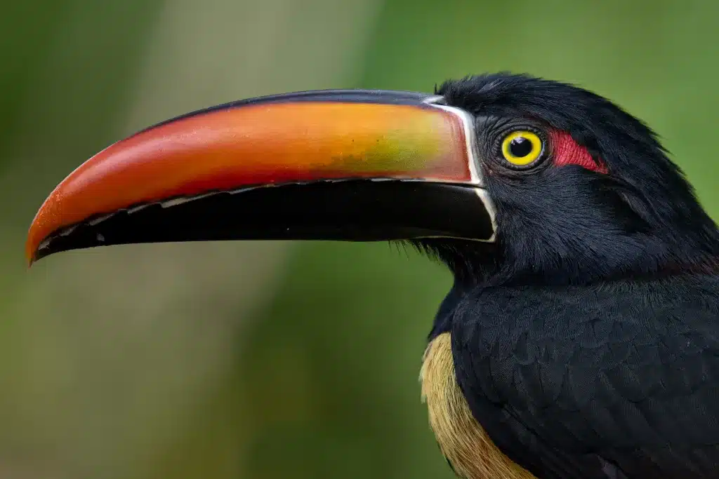 Birding Costa Rica Aracari
