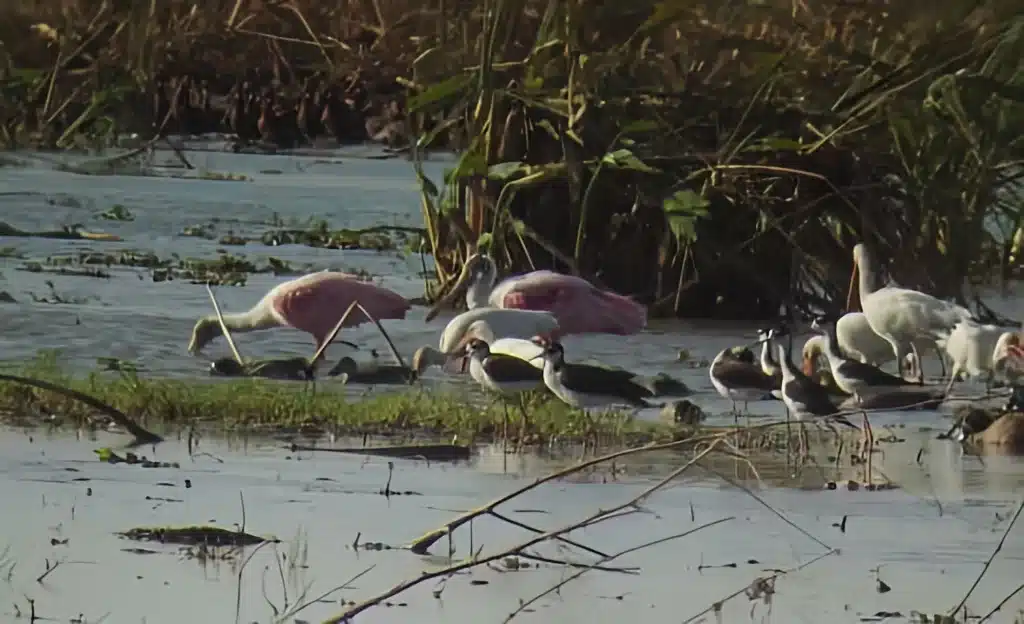 Birding Costa Rica Cano Negro