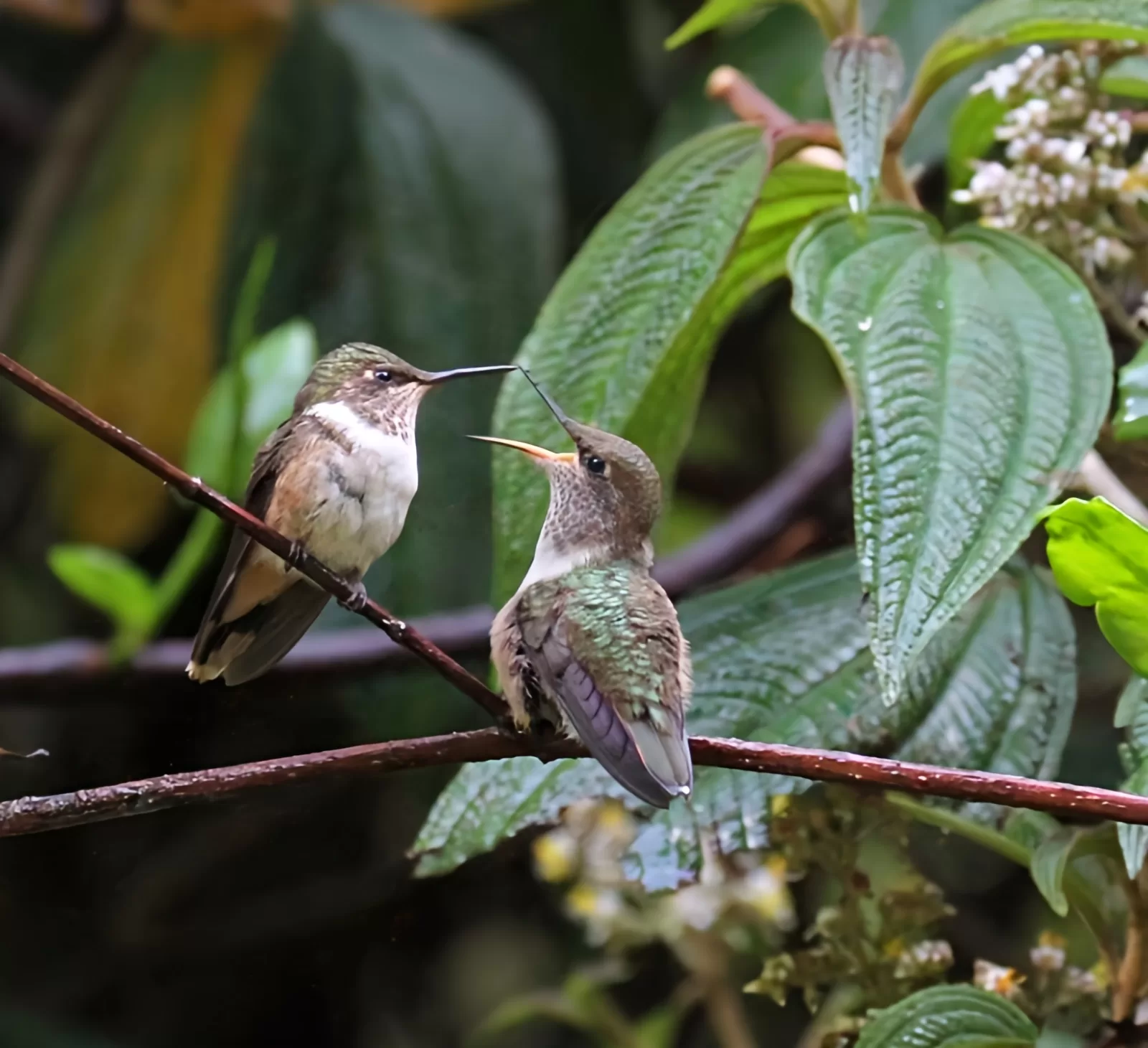 Birding Costa Rica Hummingbird