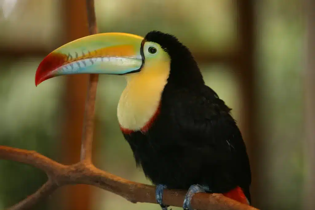 Birding Costa Rica Keel-Billed Toucan