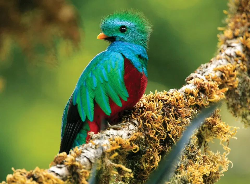 Birding Costa Rica Resplendent Quetzal