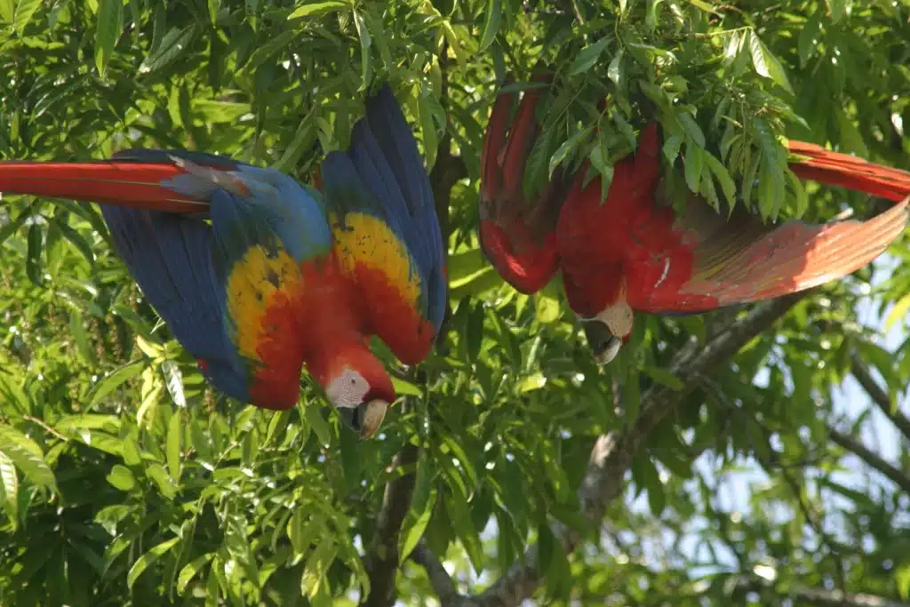 Birding Costa Rica Scarlet Macaw