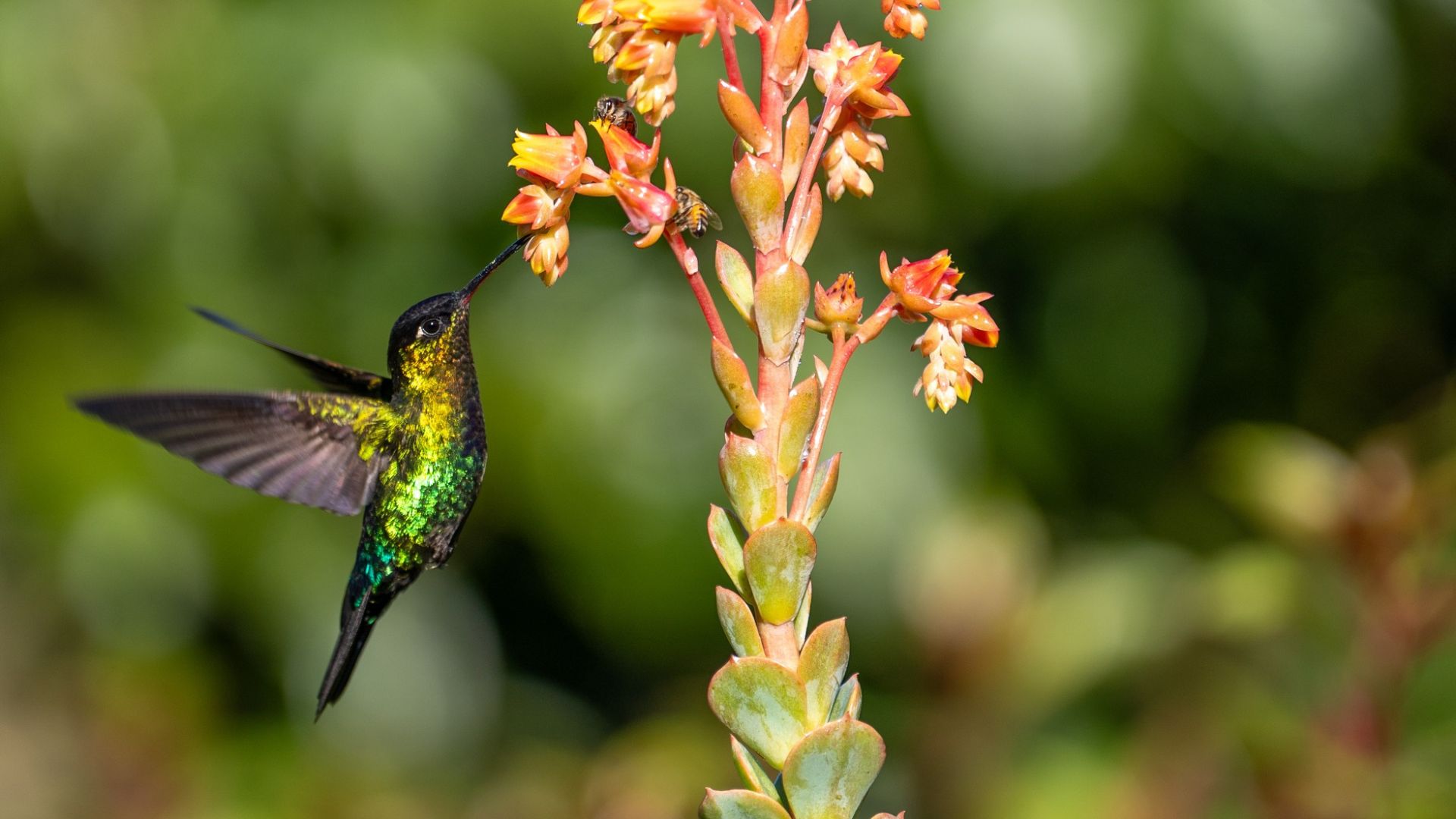 Costa Rica Birding North