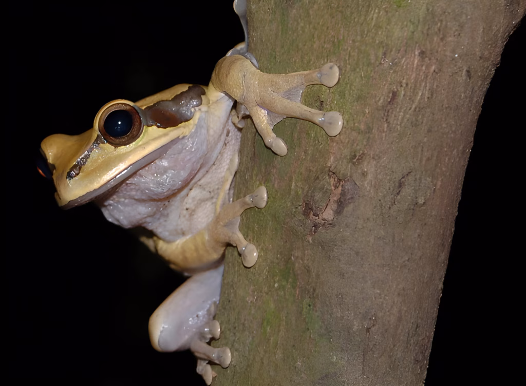 Costa Rica Hiking Nocturnal