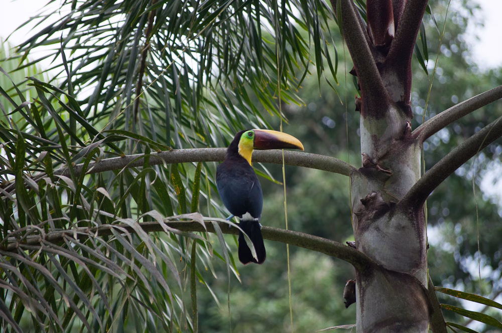 Costa Rica National Parks Corcovado