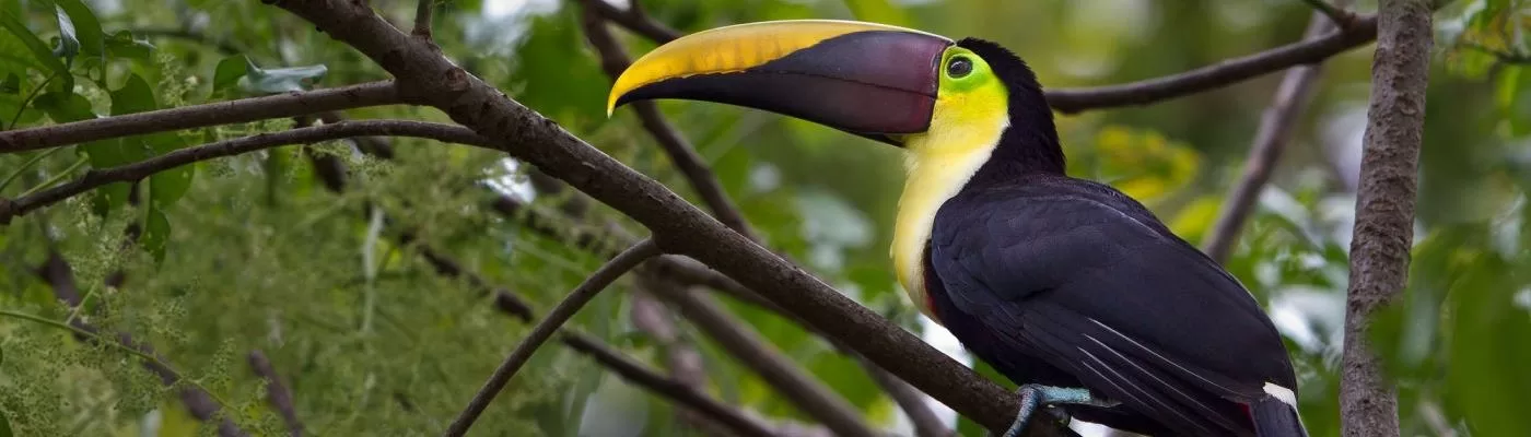 Big Five Animals of Costa Rica