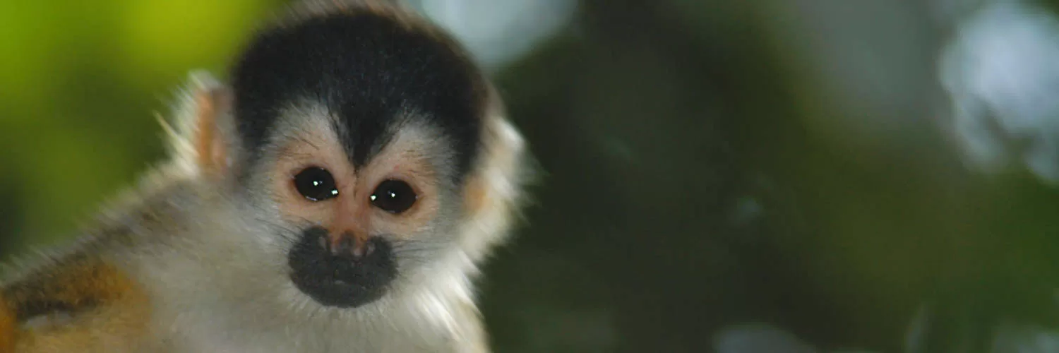 A Guide To Visiting Corcovado National Park