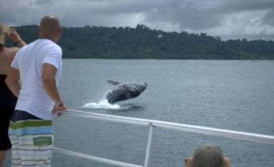 My Manuel Antonio Whale Watching Adventure