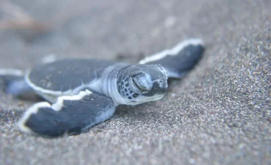 Destination Spotlight: Tortuguero