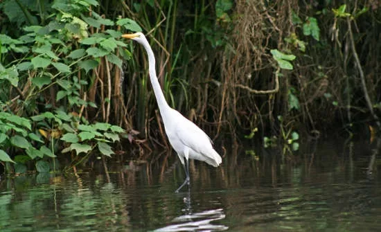 Destination Spotlight: Tortuguero