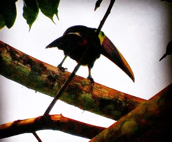 Playa Cativo Rainforest Hotel Review