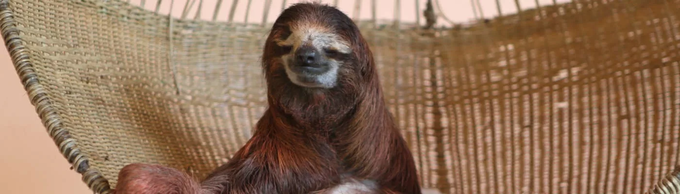 Sloth Sanctuary Rising Starlet: Buttercup