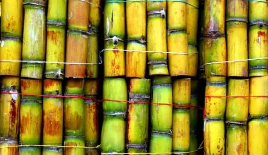 Top Costa Rica Gastro Tours for Foodies