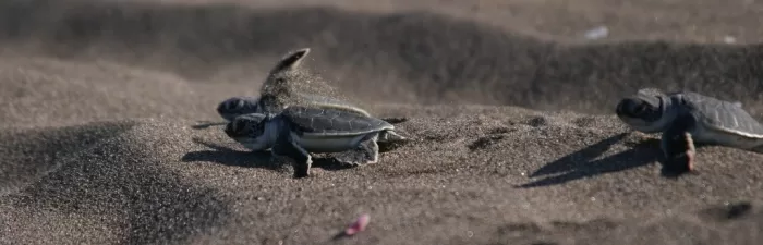 Destination Spotlight: Tortuguero