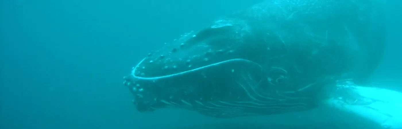 My Manuel Antonio Whale Watching Adventure