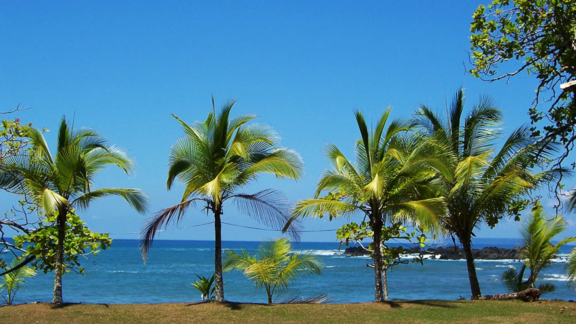image of palm trees swaying in wind with ocean and blue skies in the background.