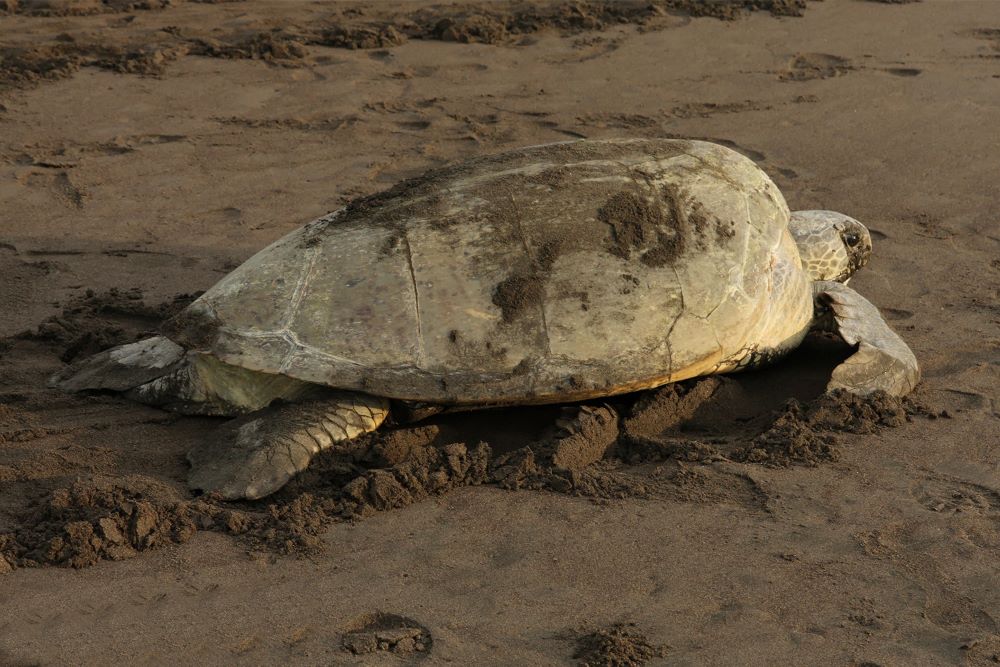Best of Both Coasts Turtle Nesting Tortuga Lodge